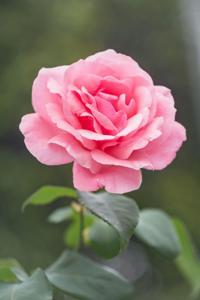 item-image